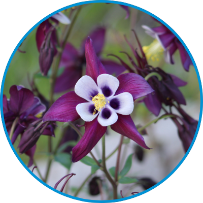 lavender delphinium